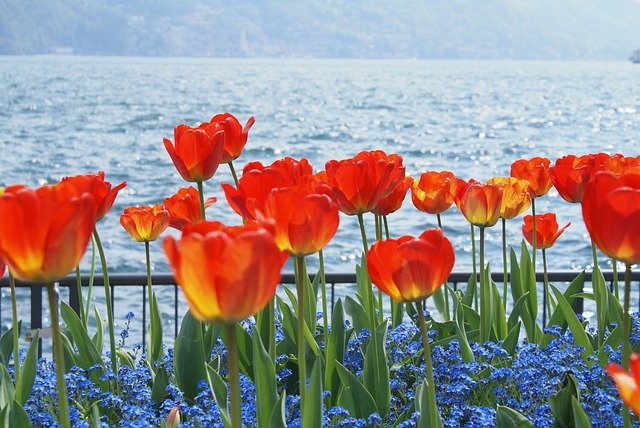 دانلود رایگان Flowers Tulips Nature - عکس یا تصویر رایگان قابل ویرایش با ویرایشگر تصویر آنلاین GIMP