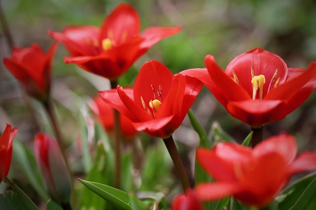 Free download flowers tulips petals free picture to be edited with GIMP free online image editor