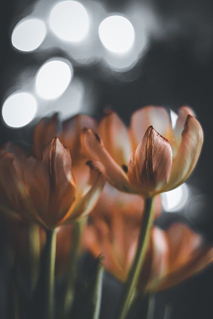 Free download flowers tulips petals beauty free picture to be edited with GIMP free online image editor