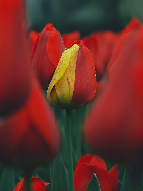 Free download flowers tulips petals spring free picture to be edited with GIMP free online image editor