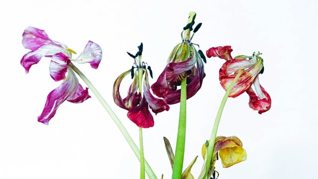 Free download flowers tulips petals wilted free picture to be edited with GIMP free online image editor