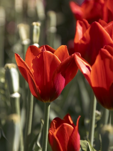 Free download flowers tulips plants garden bloom free picture to be edited with GIMP free online image editor