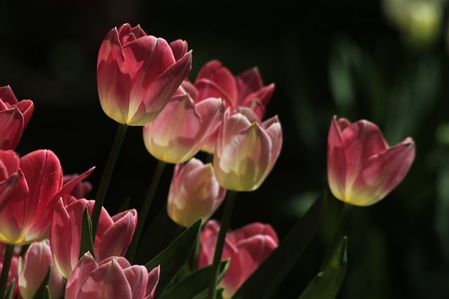 Free download flowers tulips plants park garden free picture to be edited with GIMP free online image editor