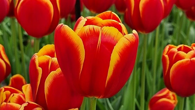 Free download flowers tulip spring botany bloom free picture to be edited with GIMP free online image editor