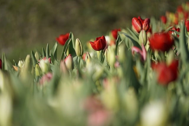 Free download flowers tulips spring blossom free picture to be edited with GIMP free online image editor