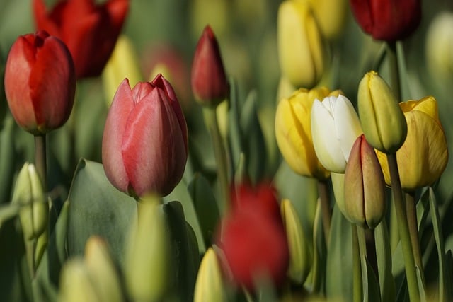 Free download flowers tulips spring petals free picture to be edited with GIMP free online image editor
