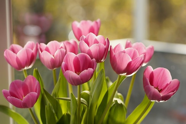 Free download flowers tulips spring pink green free picture to be edited with GIMP free online image editor
