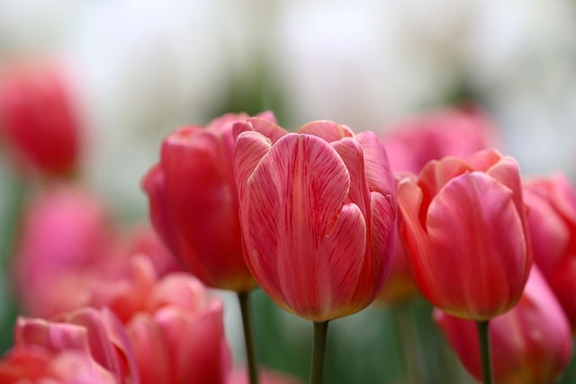 Free download flowers tulips wildflower plant free picture to be edited with GIMP free online image editor