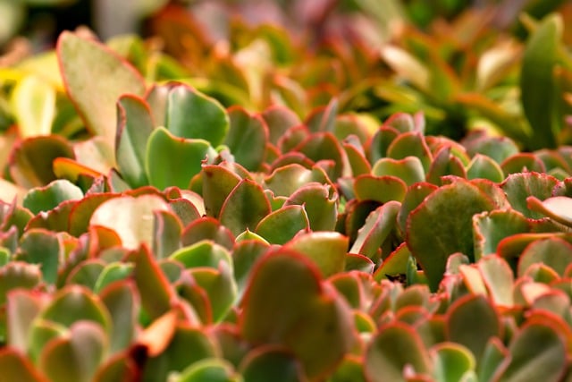 Free download flower succulent flora nature free picture to be edited with GIMP free online image editor