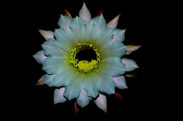 Free download Flower Succulent Plant Cactus -  free photo or picture to be edited with GIMP online image editor
