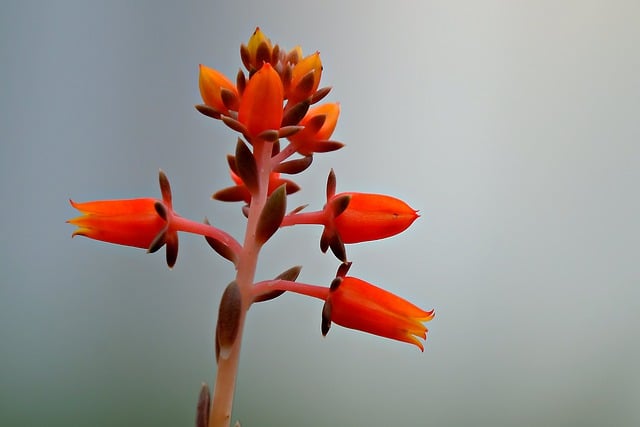Free download flower succulent plant flora free picture to be edited with GIMP free online image editor