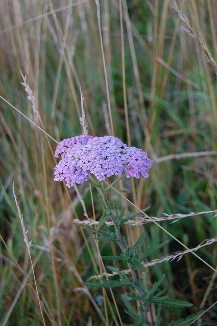 বিনামূল্যে ডাউনলোড করুন Flowers Umbel Purple - বিনামূল্যে ছবি বা ছবি GIMP অনলাইন ইমেজ এডিটর দিয়ে সম্পাদনা করা হবে