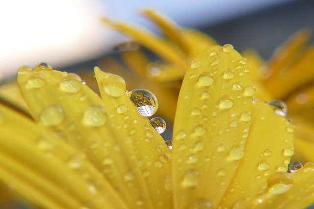 دانلود رایگان Flower Sumer Plant - عکس یا تصویر رایگان قابل ویرایش با ویرایشگر تصویر آنلاین GIMP
