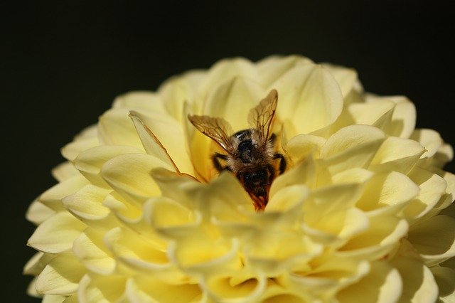 Kostenloser Download Flower Summer Bee kostenlose Fotovorlage zum Bearbeiten mit GIMP Online-Bildbearbeitung