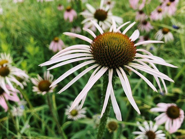 Descarga gratuita Flower Summer Coneflower - foto o imagen gratuita para editar con el editor de imágenes en línea GIMP