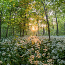 Flowers under the shade of trees  screen for extension Chrome web store in OffiDocs Chromium