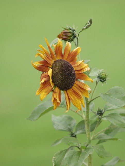 Kostenloser Download Flower Sunflower - kostenloses Foto oder Bild zur Bearbeitung mit GIMP Online-Bildbearbeitung