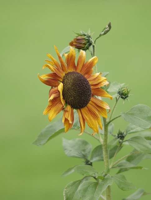 Free download Flower Sunflower -  free photo or picture to be edited with GIMP online image editor