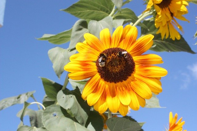 Free download Flower Sunflower Bee -  free free photo or picture to be edited with GIMP online image editor