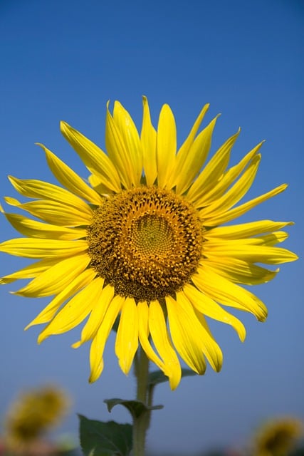 Free download flower sunflower bee bloom bright free picture to be edited with GIMP free online image editor