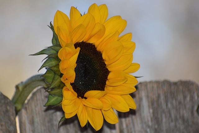 Free download flower sunflower bloom flora free picture to be edited with GIMP free online image editor