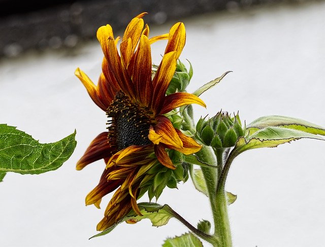 Muat turun percuma Flower Sunflower Blossom - foto atau gambar percuma untuk diedit dengan editor imej dalam talian GIMP