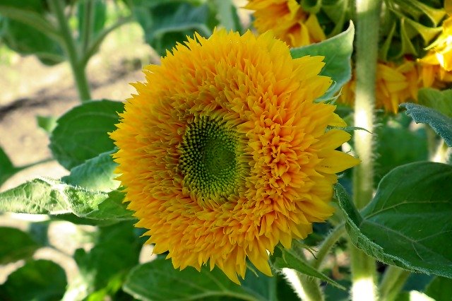 Descărcare gratuită Flower Sunflower Dashing - fotografie sau imagini gratuite pentru a fi editate cu editorul de imagini online GIMP