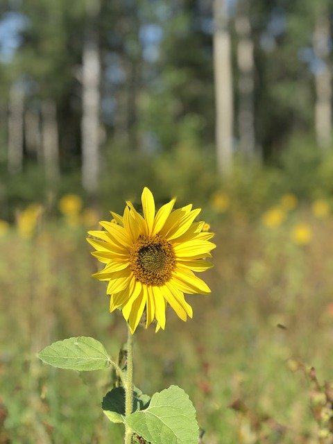 Free download Flower Sunflower Earth -  free free photo or picture to be edited with GIMP online image editor