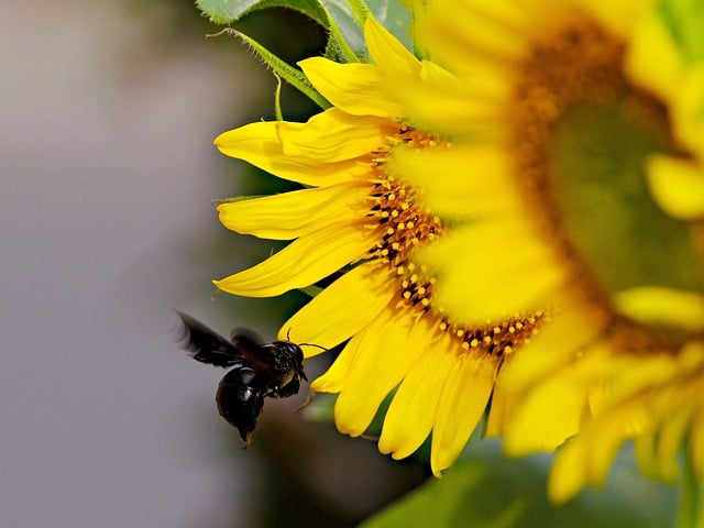 قم بتنزيل صورة مجانية لزهرة عباد الشمس والحشرة والنباتات لتحريرها باستخدام محرر الصور المجاني عبر الإنترنت GIMP