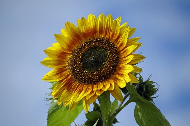 הורדה חינם Flower Sunflower Nature - תמונה או תמונה בחינם לעריכה עם עורך התמונות המקוון GIMP