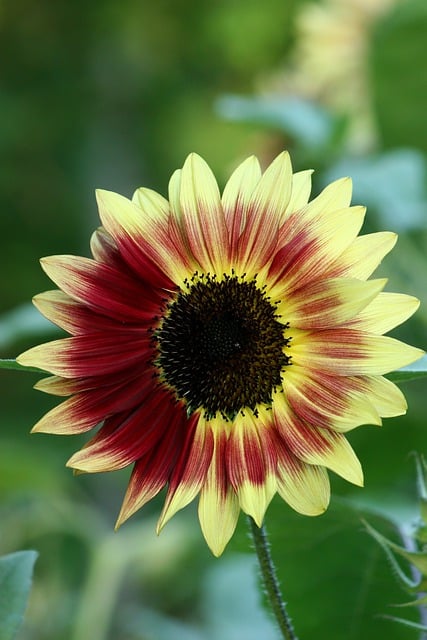 Muat turun percuma gambar bunga bunga matahari bunga merah mekar flora percuma untuk diedit dengan editor imej dalam talian percuma GIMP