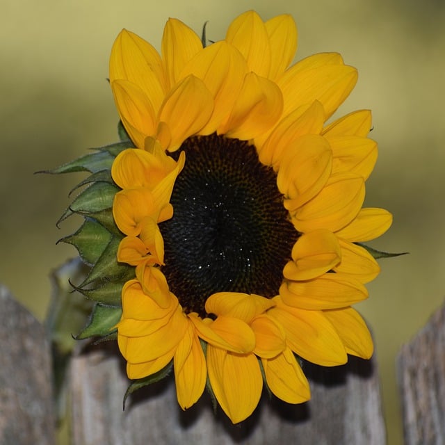 Free download flower sunflower summer nature free picture to be edited with GIMP free online image editor