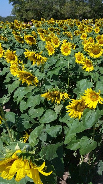 Template Photo Flower Sun Flowers Yellow -  for OffiDocs