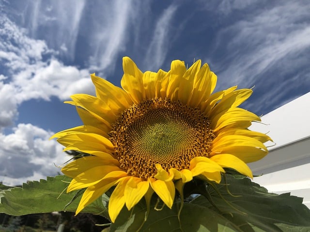 Free download flower sunflower tellow sky summer free picture to be edited with GIMP free online image editor