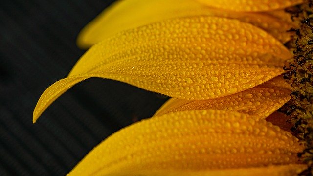 Kostenloser Download Flower Sunflower Yellow - kostenloses Foto oder Bild zur Bearbeitung mit GIMP Online-Bildbearbeitung