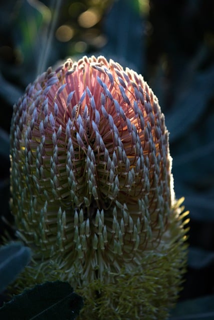 Free download flower sunlight banksia native free picture to be edited with GIMP free online image editor