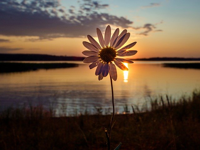 Unduh gratis Flower Sunset Lake - foto atau gambar gratis untuk diedit dengan editor gambar online GIMP