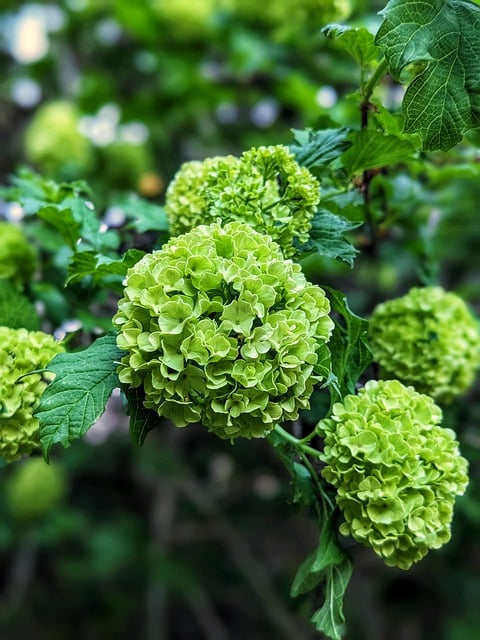 Free download flowers viburnum flowers botany free picture to be edited with GIMP free online image editor
