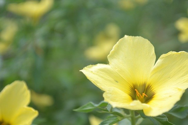 花の眺め黄色を無料ダウンロード - GIMP オンライン画像エディターで編集できる無料の写真または画像