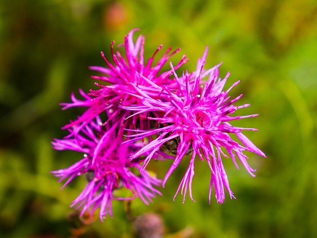 Free download Flowers Village Flower -  free photo or picture to be edited with GIMP online image editor