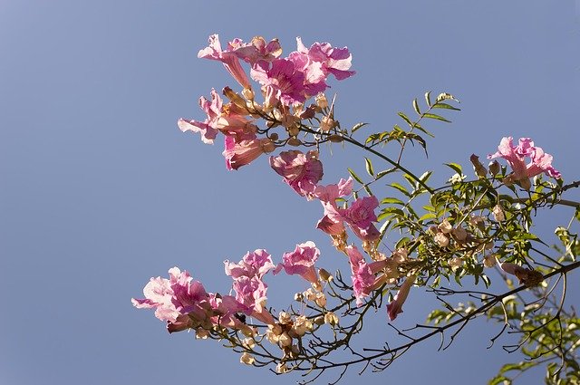 Free download Flowers Vine Bignonia Pink -  free photo or picture to be edited with GIMP online image editor