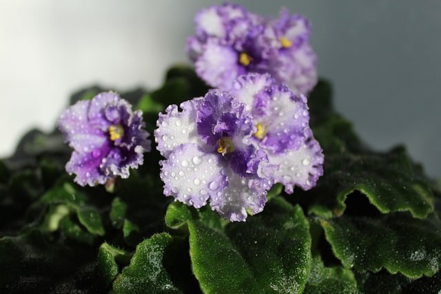 Free download flowers violets petals bloom free picture to be edited with GIMP free online image editor