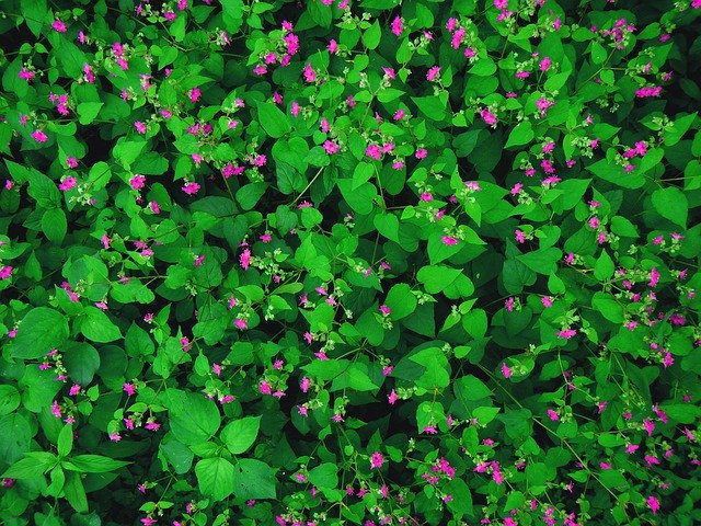 Descărcare gratuită Flowers Wallpaper Green - fotografie sau imagini gratuite pentru a fi editate cu editorul de imagini online GIMP
