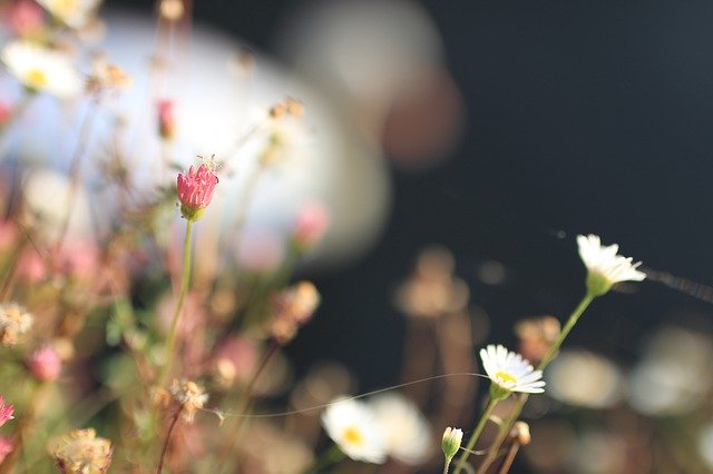 Téléchargement gratuit Cygne Fleur Sambre - photo ou image gratuite à modifier avec l'éditeur d'images en ligne GIMP