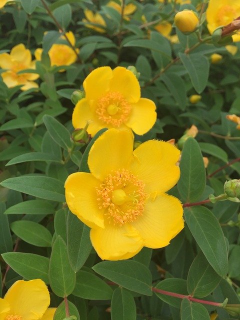 Free download 金糸梅 Flowers Was Hypericum -  free photo or picture to be edited with GIMP online image editor