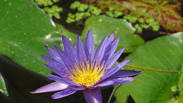 ดาวน์โหลดฟรี Flowers Water - รูปถ่ายหรือรูปภาพฟรีที่จะแก้ไขด้วยโปรแกรมแก้ไขรูปภาพออนไลน์ GIMP