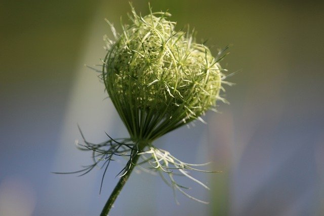 Free download Flowers Weeds Nature -  free photo or picture to be edited with GIMP online image editor