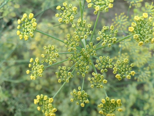 Free download flowers weeds wild flowers village free picture to be edited with GIMP free online image editor