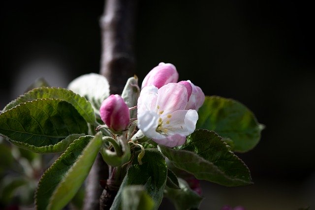 Free download Flowers White Apple Tree -  free photo or picture to be edited with GIMP online image editor