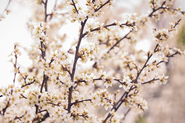 Free download flowers white flowering spring free picture to be edited with GIMP free online image editor